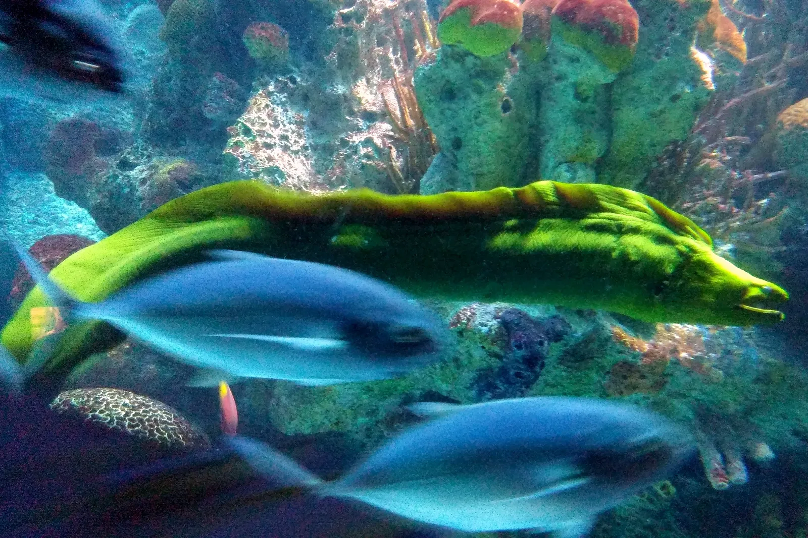 New England Aquarium