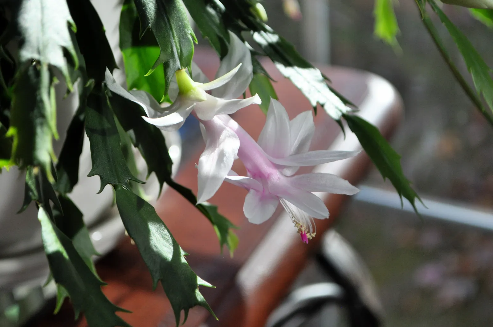Christmas cactus