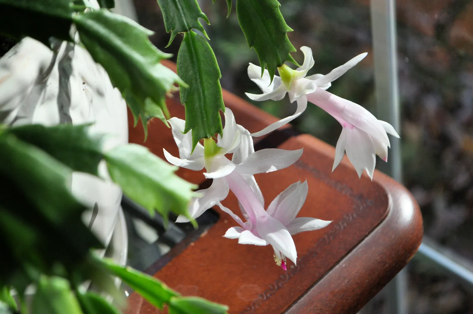Christmas cactus