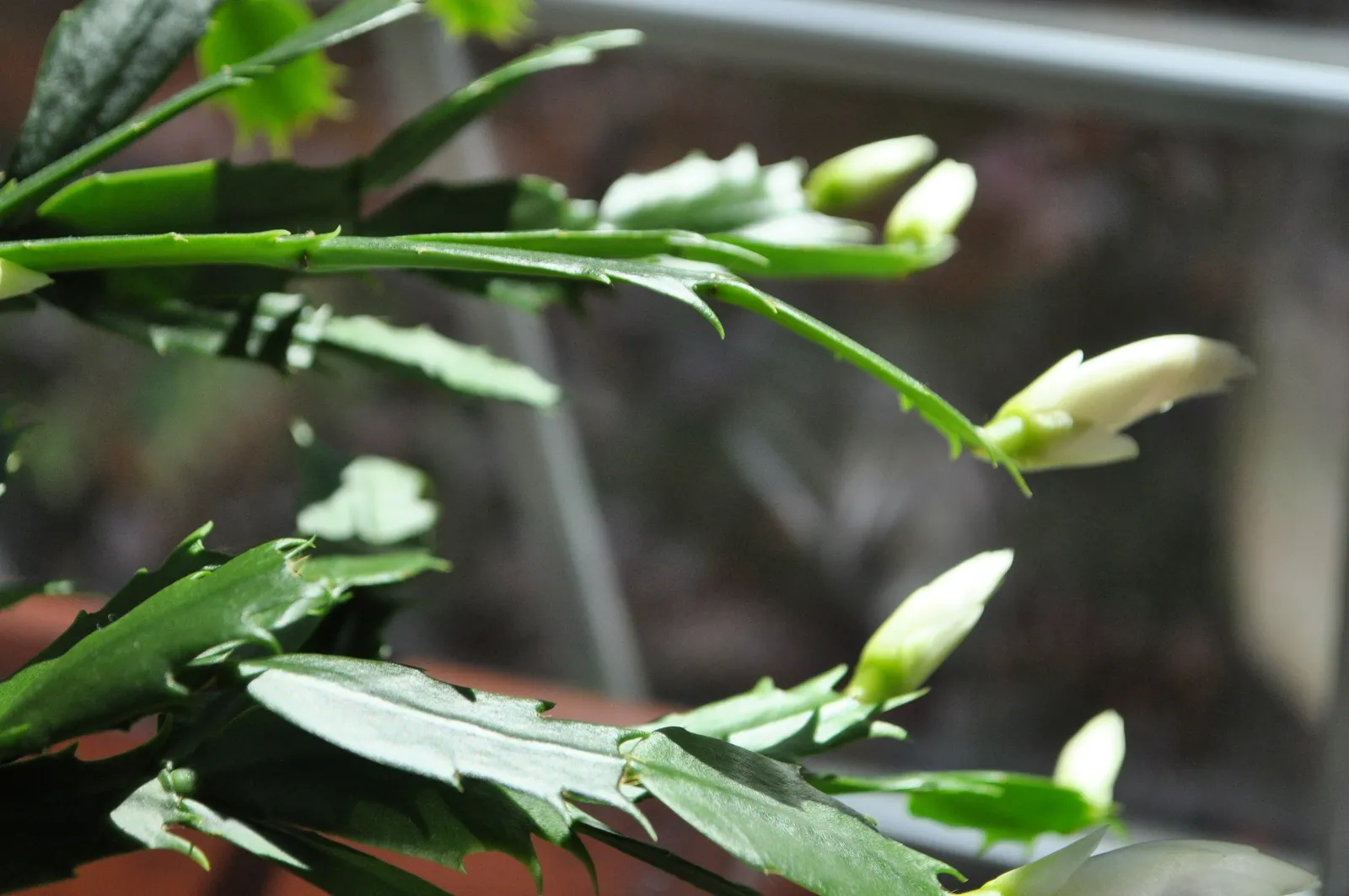 Christmas cactus