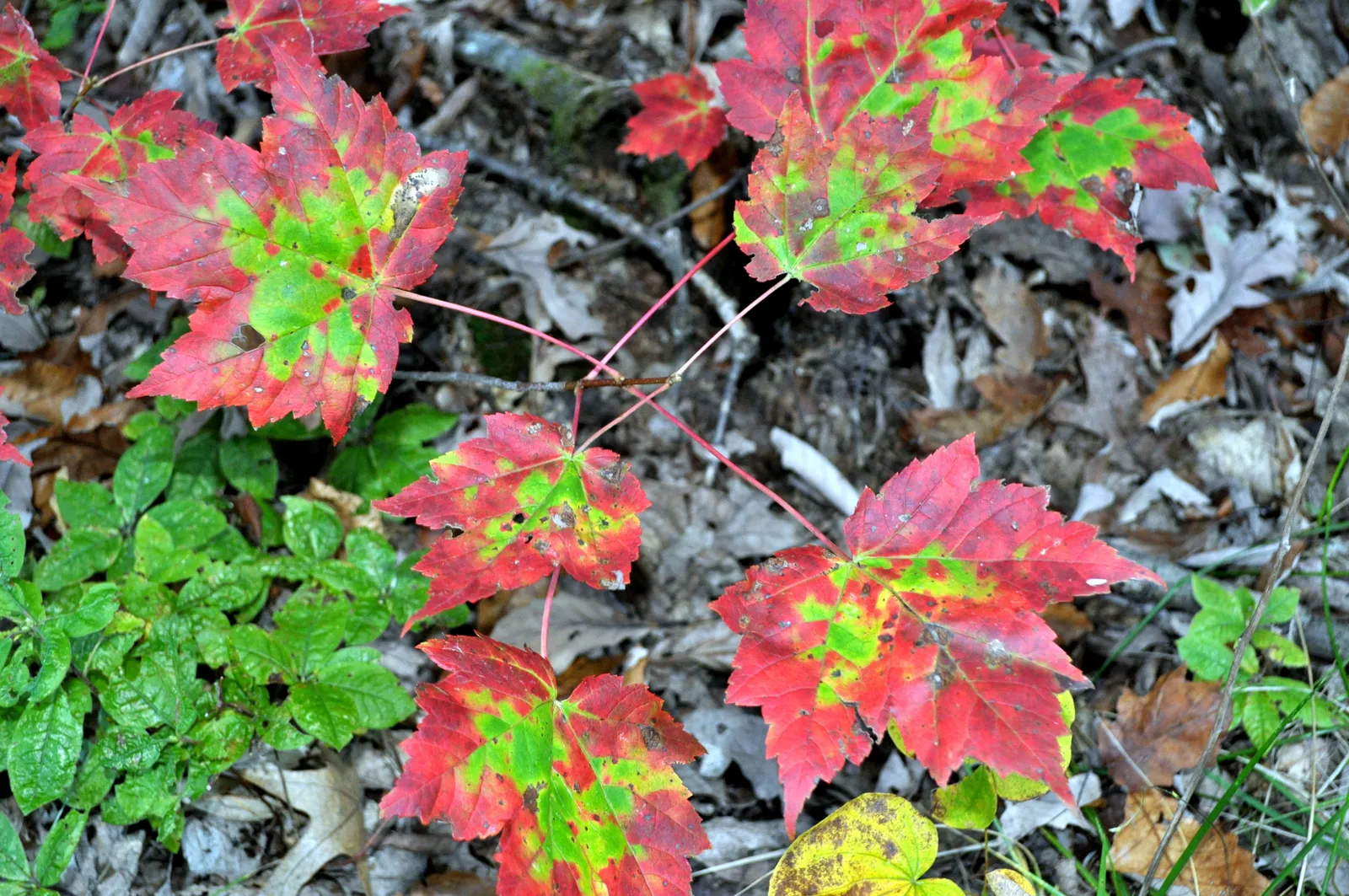 Shenandoah weekend