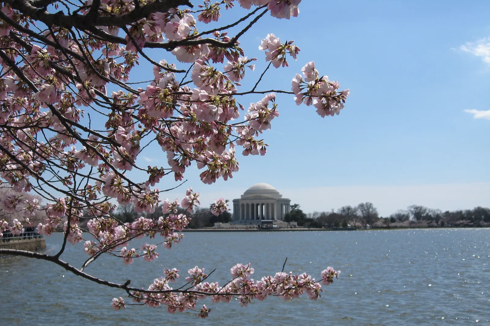 Cherry Blossom Festival