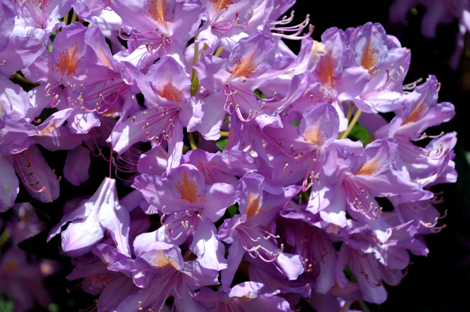 Seattle - Point Defiance park