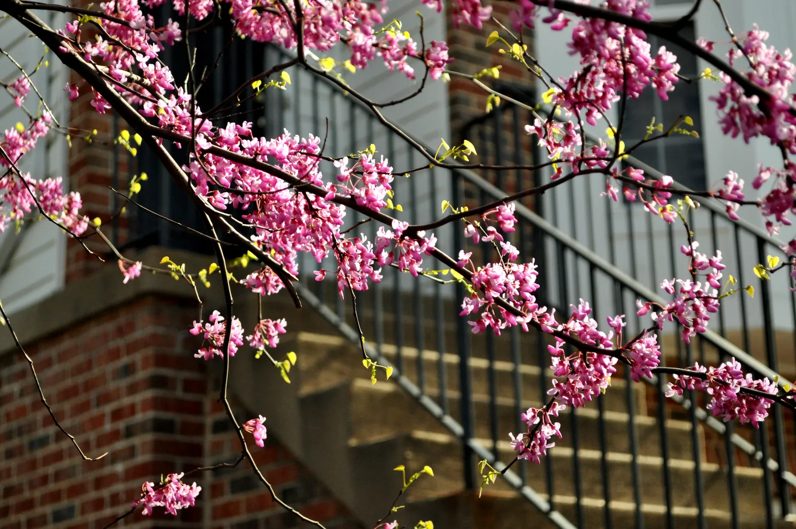 Spring hits Herndon