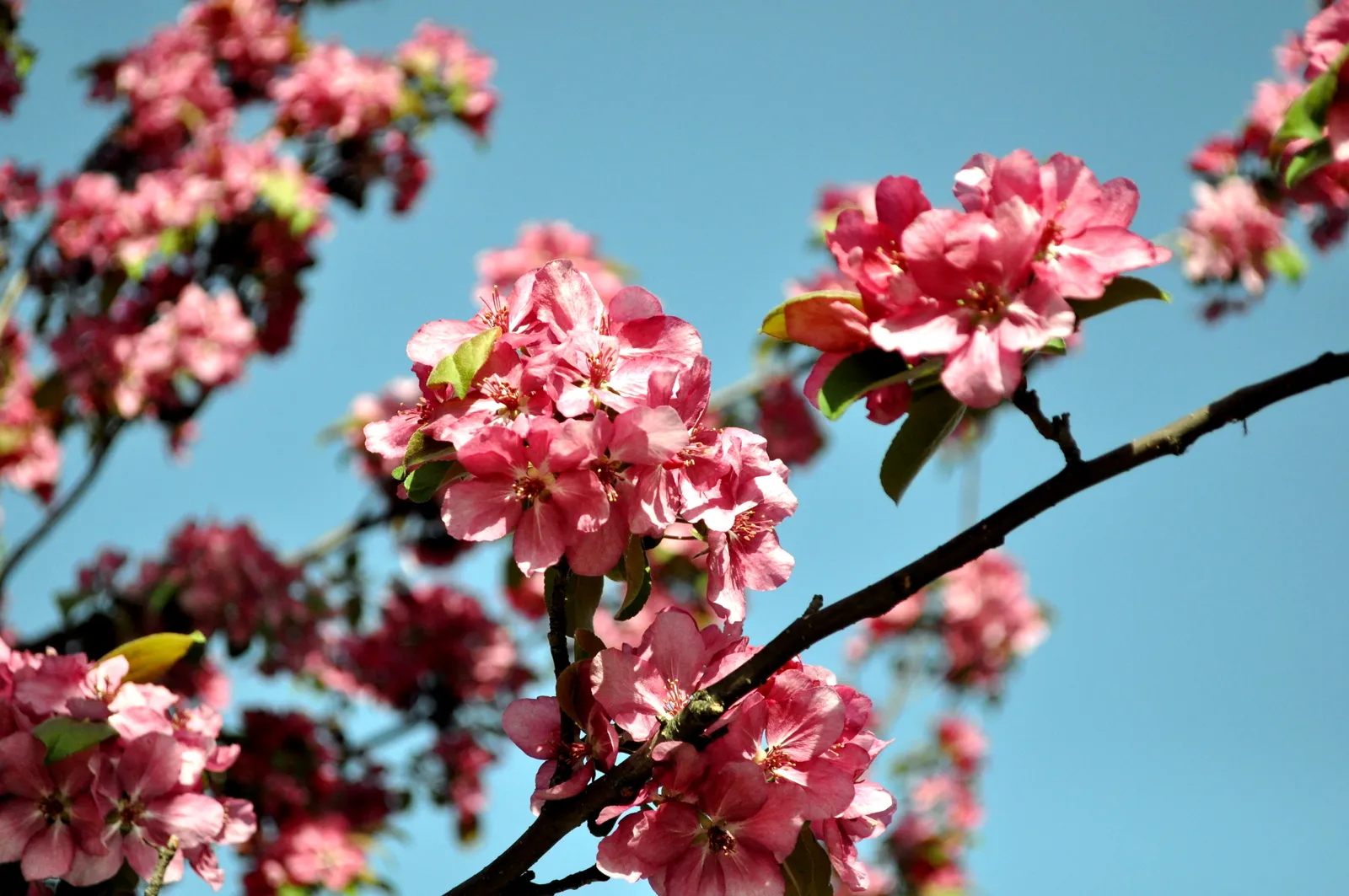 Spring hits Herndon
