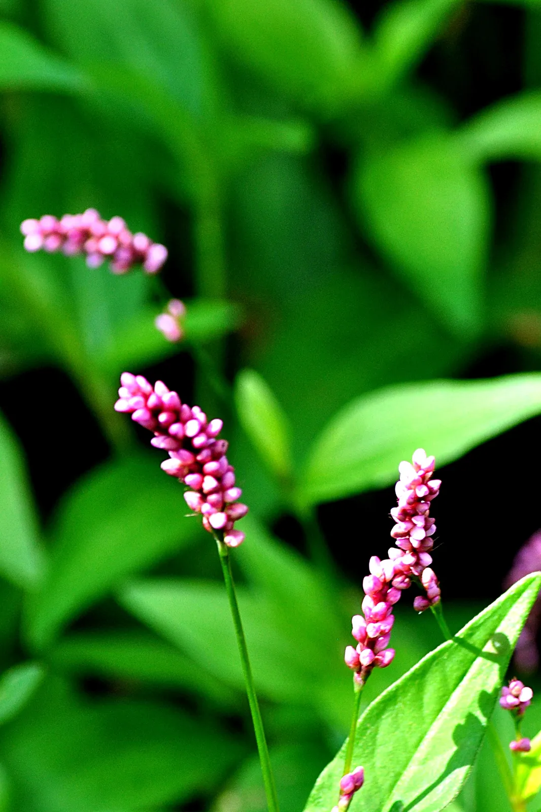 Wintergreen