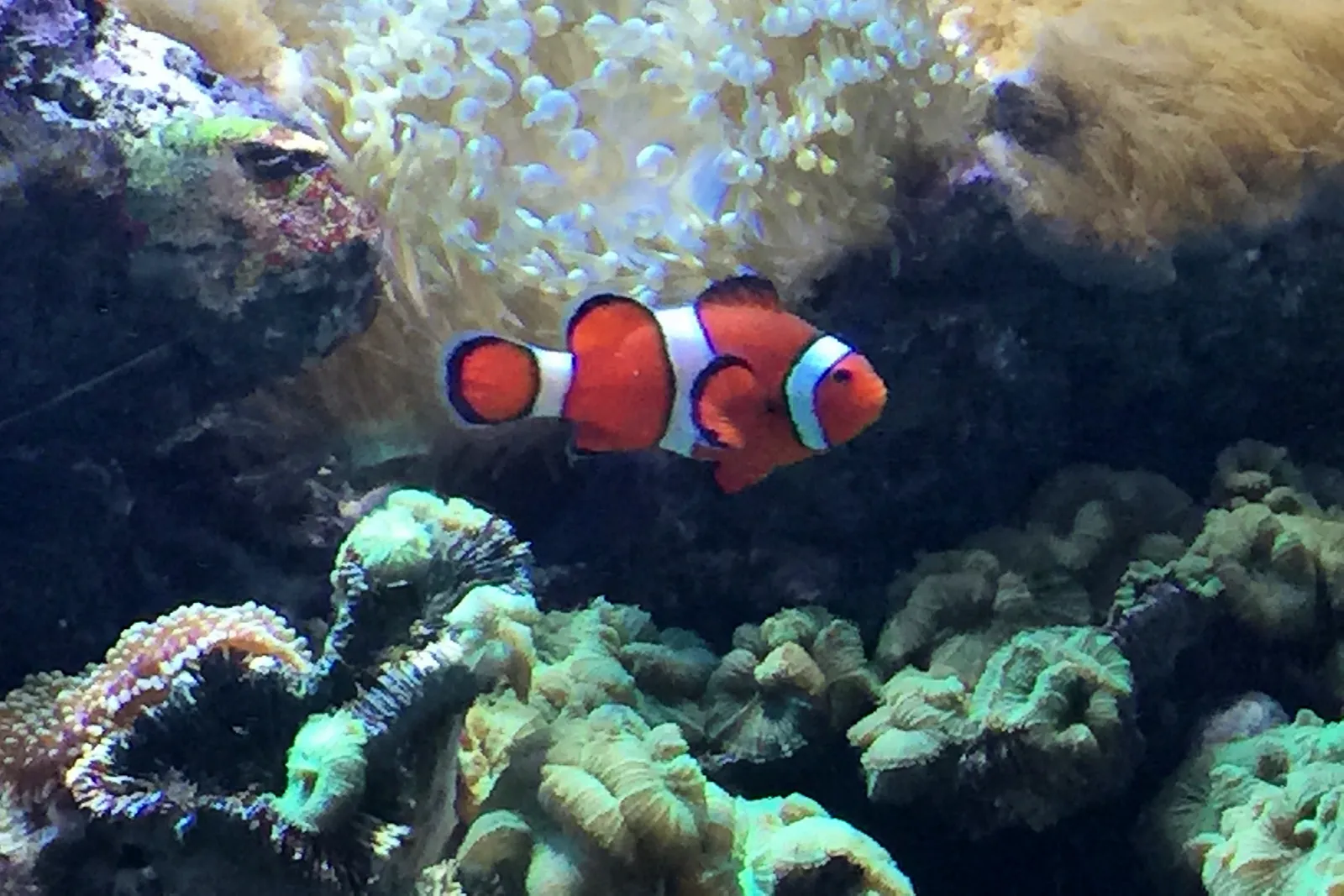 New England Aquarium