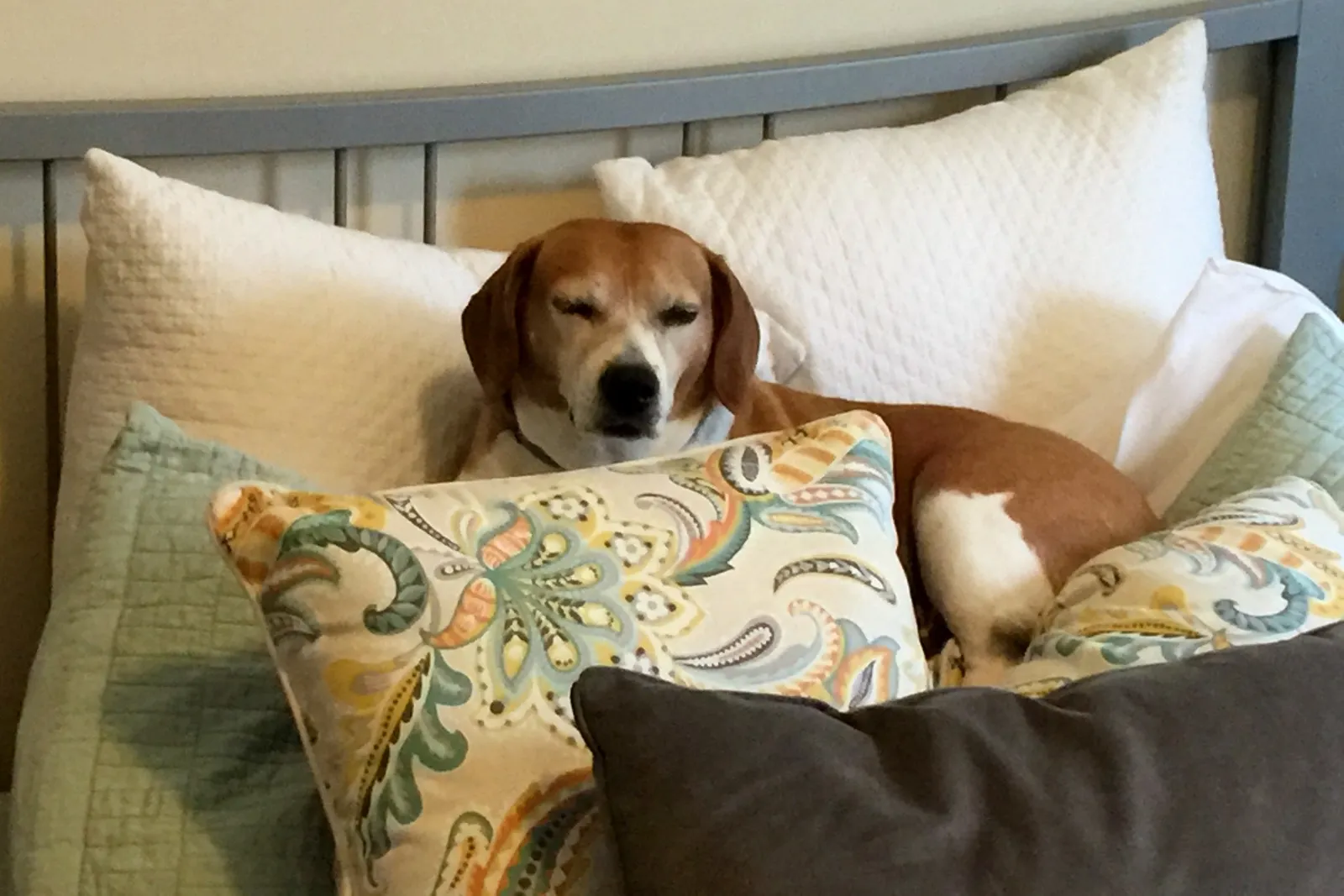 Rusty in my guest bed