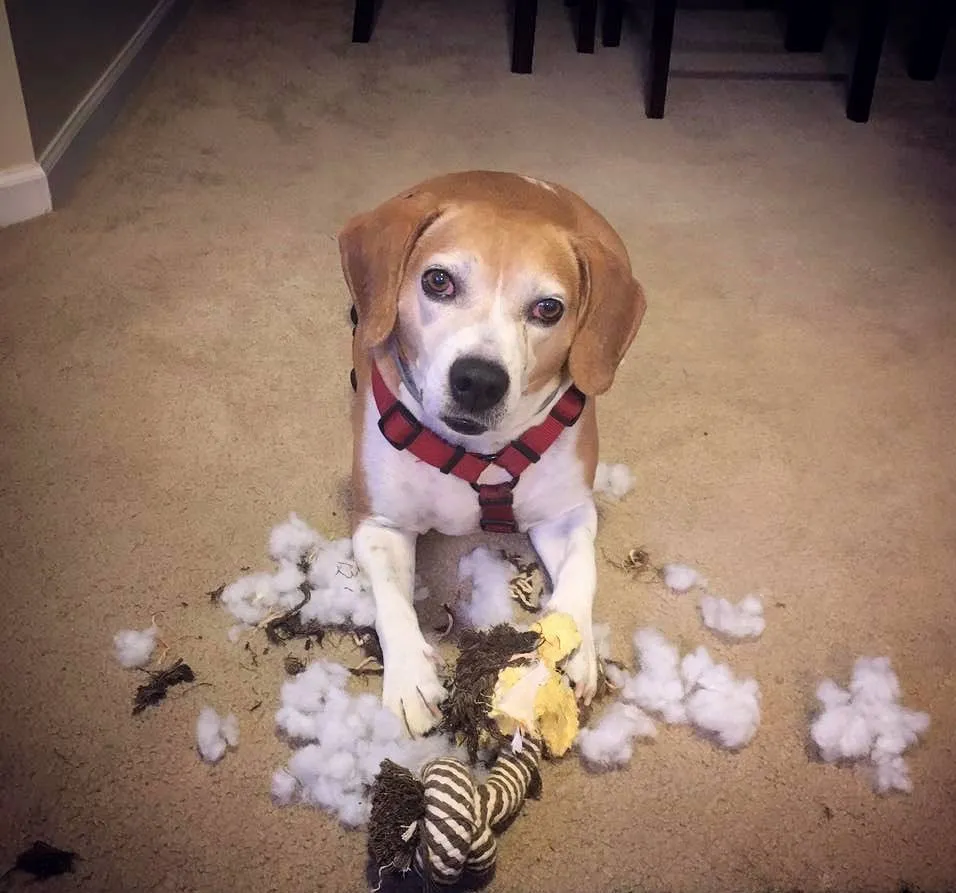 This is why we don't have nice things
